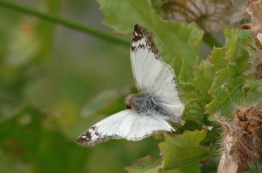 098 2012-12308412b Santa Ana NWR, TX.JPG - Laviana White-Skipper (Heliopetes laviana) Butterfly. Santa Ana National Wildlife Refuge, TX, 12-30-2012